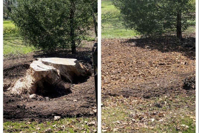 Before and after stump grinder near me sycamore tree stump