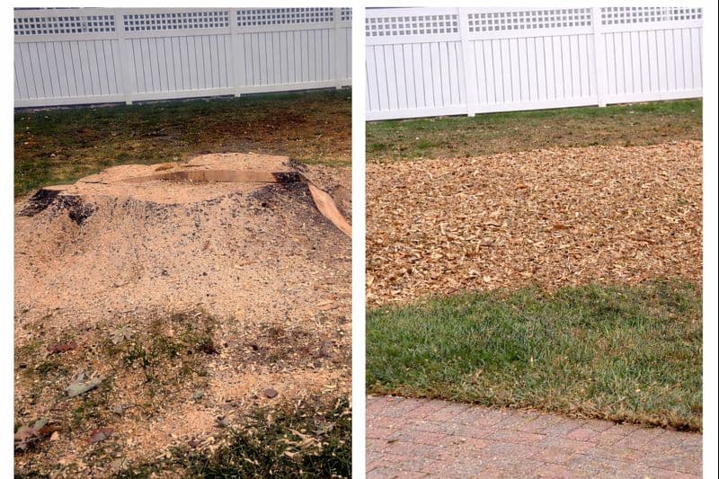 Before and after affordable stump removal pine tree stump